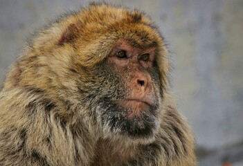 close up of a baboon