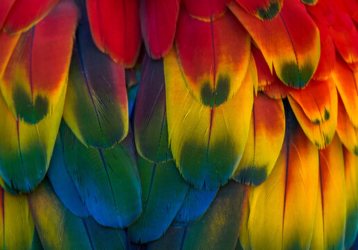 Scarlet macaw wing