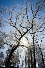 sun shining through icy trees