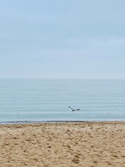 seagull on the beach