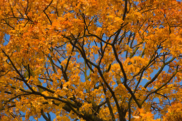 Autumn tree branches with bright colorful yellow orange autumn leaves on blue sky background