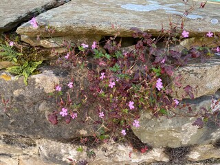 Small pink flowers, growing on a dry stone wall, on a late summers day in, Stainforth, Settle, UK