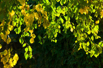 Birch branches in the sun with bright colorful yellow, green autumn leaves