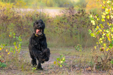 Adult giant schnauzer on a walk	