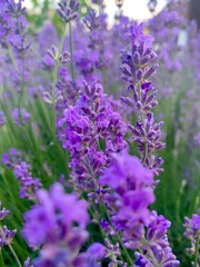 lavender flowers in the field