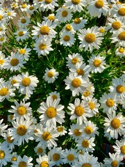 daisies in the garden