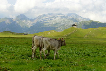 Fototapeta na wymiar Almleben. Kühe und Kälber auf der Almweide