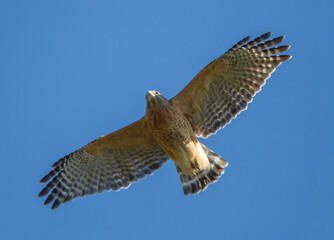 Red-Shouldered Hawk in Flight
