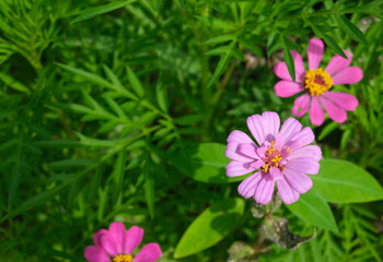 selective focus on single deep pink Zinnia flower with blurred background