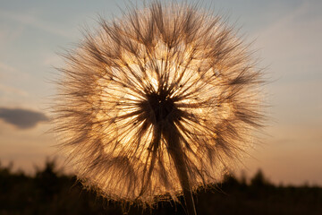 large dandelion against the sunset, in the background of the forest