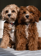 Gilly and Becky portrait