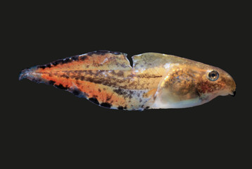 Gray Treefrog (Hyla versicolor) tadpole with a red tail tip on a black background. It has a wound...