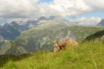 Almleben. Kühe und Kälber auf der Almweide