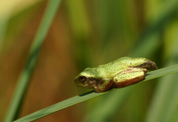 Side view of a baby gray treefrog perched on a cattail stem.  It still has a tail stub from the tadpole stage.