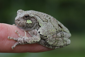 A gray treefrog (Hyla versicolor) perched on a person's finger. 