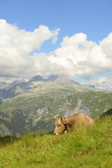 Fototapeta na wymiar Almleben. Kühe und Kälber auf der Almweide