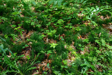 Curly grass close up at Pictured Rock National Lakeshore Michigan upper peninsula