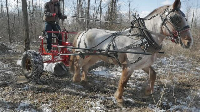 Tracking, lumberjack uses a draft horse to haul timber from the woods, Westerville, Ohio