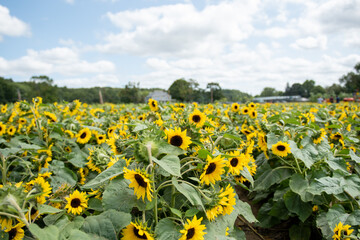 Obraz premium Field of sunflowers