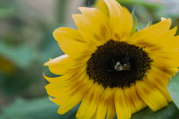 Obraz premium Bee on a sunflower