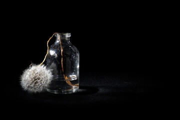 Diente de leon muerto, en recipiente de cristal
