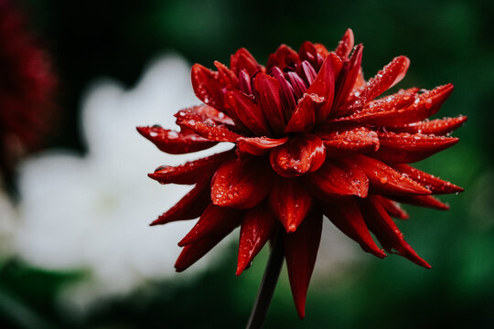 Red Georgien