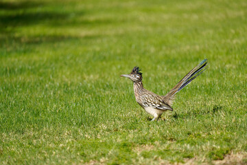 Roadrunner on grass 03