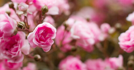 Pink roses for love background. Flowers in nature
