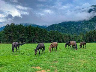 Horses graze on a green meadow against the background of mountains and pine forest