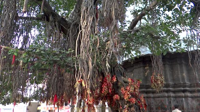 Close-up, a large decorated banyan tree, Kangra, India