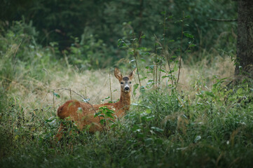 Young wild roe deer in grass field looking for food. (High ISO image)