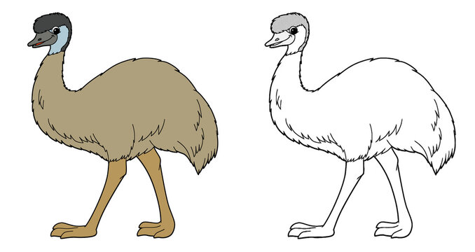 cartoon sketch scene with emu bird illustration