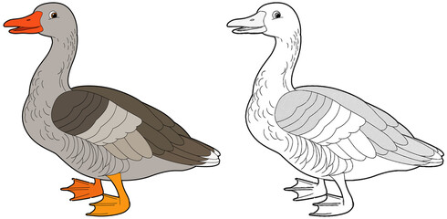cartoon sketch scene with goose on white background - illustration