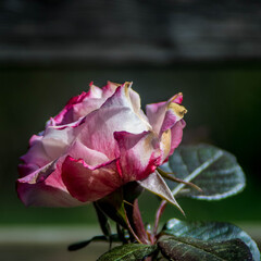 Fleur Rose HDR