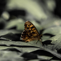 Papillion Butinage