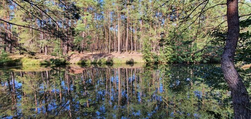 reeds in the water