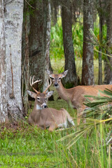 Vertical of deer in the woods, 1 a buck with antlers the other a doe
