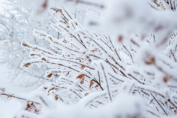 Snow and rime ice on the branches of bushes. Beautiful winter background with twigs covered with hoarfrost. Plants in the park are covered with hoar frost. Cold snowy weather. Cool frosting texture.