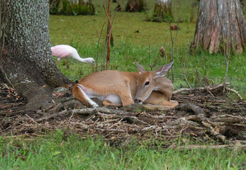 Doe curled up under a tree in the woods trying to keep warm