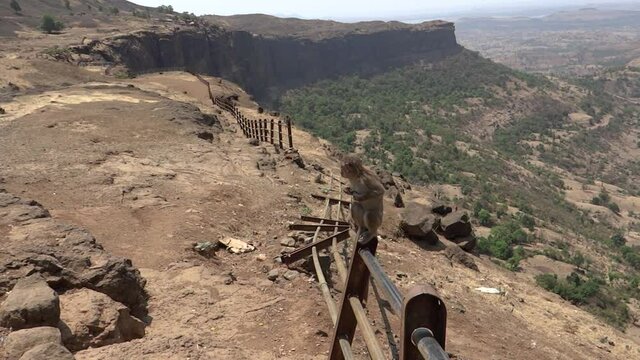 Wide, monkeys on a run-down fence on a cliff of a canyon, Nashik, India