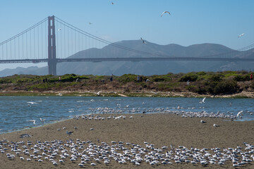 Golden Gate Bridge with seagulls and sand in front, August 4, 2019