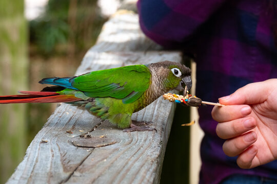 Person feeding a parrot seeds off a stick