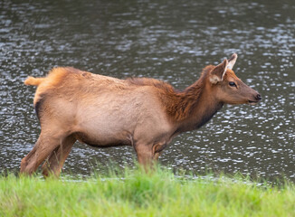 Fototapeta premium Young elk walking along the lakeside