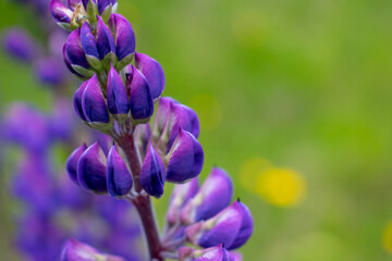 Purple natural flowers in patagonia, chile