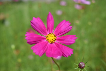 Obraz premium 高原に咲くコスモス