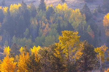 Fototapeta na wymiar Fall Colors in the Rockies