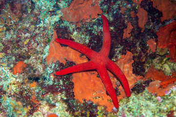 a red star fish on a rock