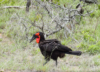A Southern Ground Hornbill (Bucorvus leadbeateri) walking on the grass in Kruger National Park, South Africa.
