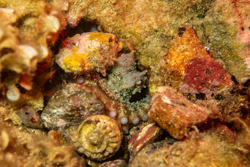 a closer look to an octopus between rocks