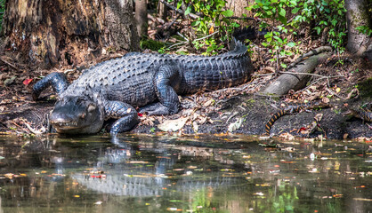 Alligator on the Canal